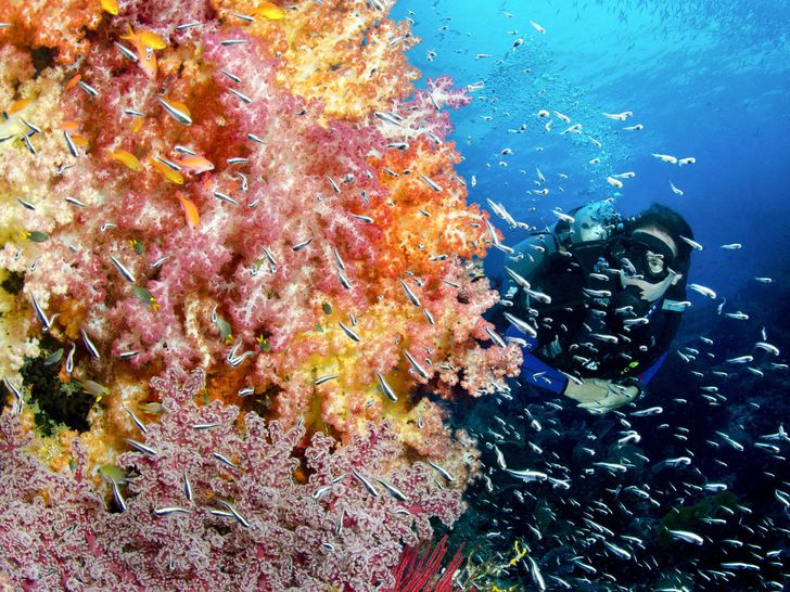 SILOLONA Phinisi 50m - reef SILOLONA Phinisi 50m - reef