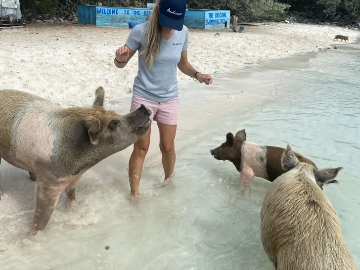 ANDIAMO Symbol 92 - Bahamas island pigs ANDIAMO Symbol 92 - Bahamas island pigs