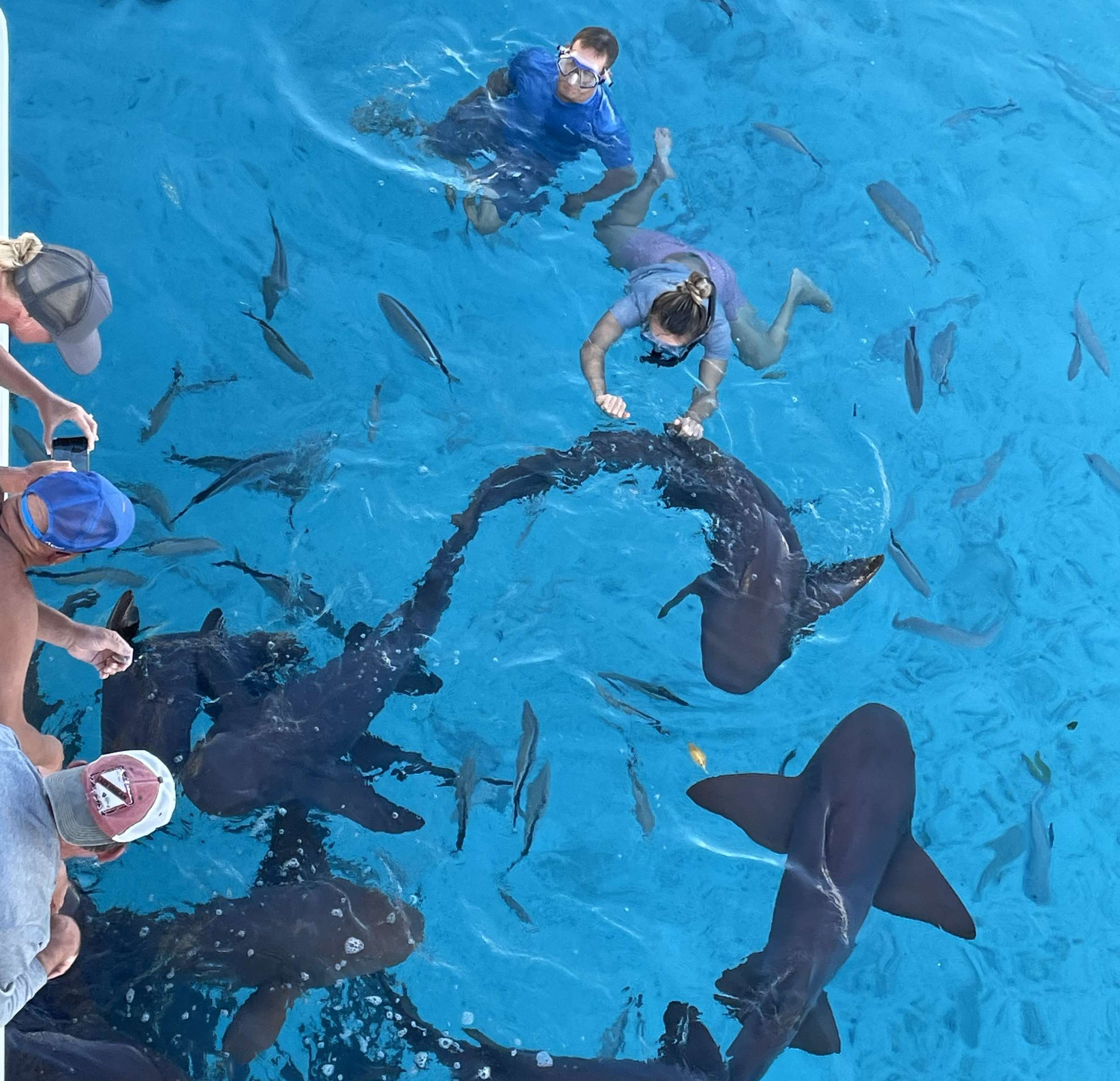 ANDIAMO Symbol 92 - Bahamas nurse sharks