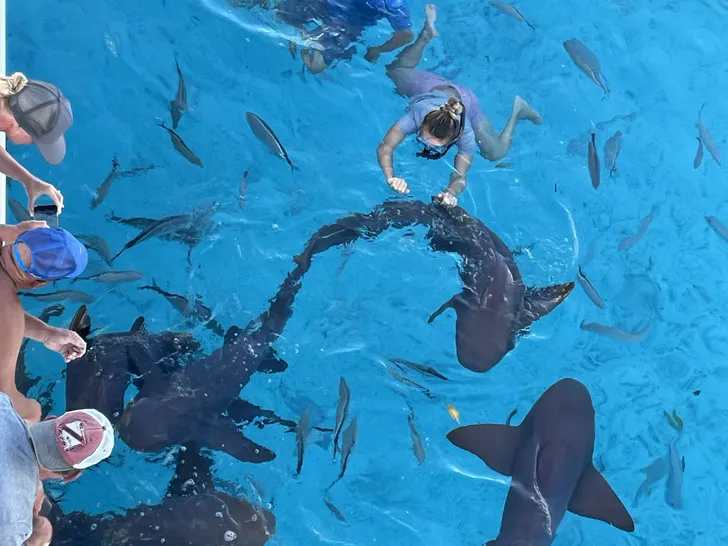 ANDIAMO Symbol 92 - Bahamas nurse sharks ANDIAMO Symbol 92 - Bahamas nurse sharks