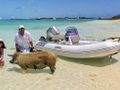 KITTIWAKE - Bali 4.8,docked at an island using the dinghy with a pig KITTIWAKE - Bali 4.8,docked at an island using the dinghy with a pig