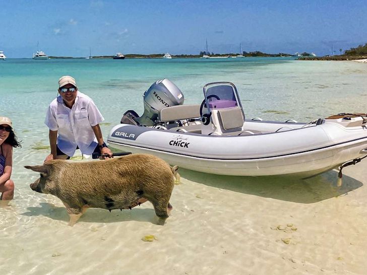 KITTIWAKE - Bali 4.8,docked at an island using the dinghy with a pig