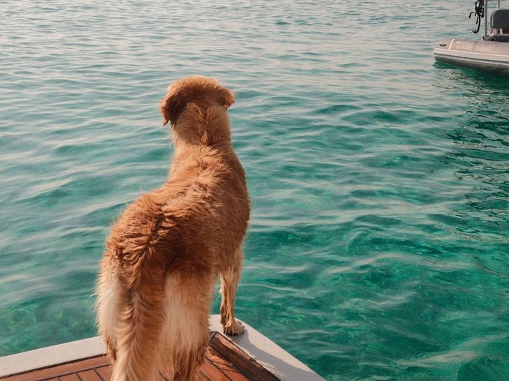 HULYA Lagoon 630 - Dog On board HULYA Lagoon 630 - Dog On board