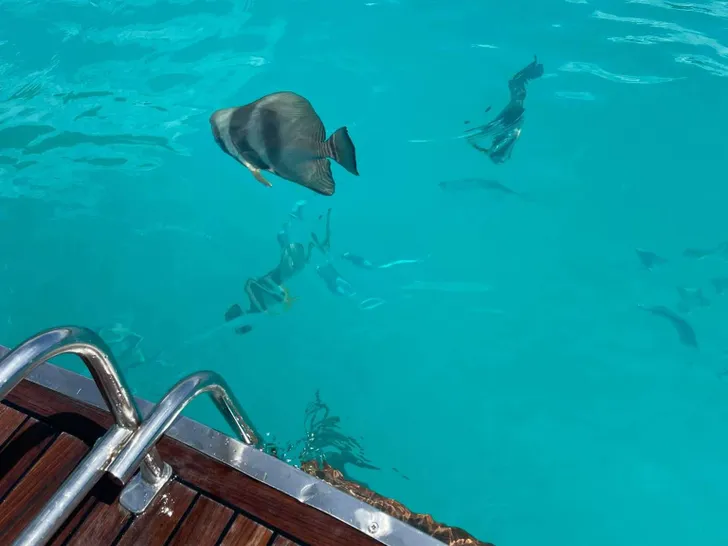 REVE2MER Lagoon 620 - fish in the water REVE2MER Lagoon 620 - fish in the water