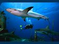 AMMONITE Nordhavn Custom 23m diving with sharks