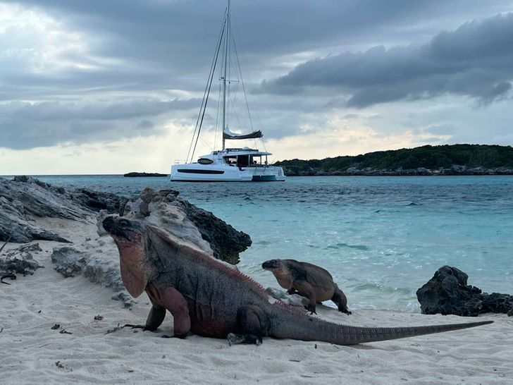 LOCATION 5.4 Bali 5.4 - iguanas LOCATION 5.4 Bali 5.4 - iguanas
