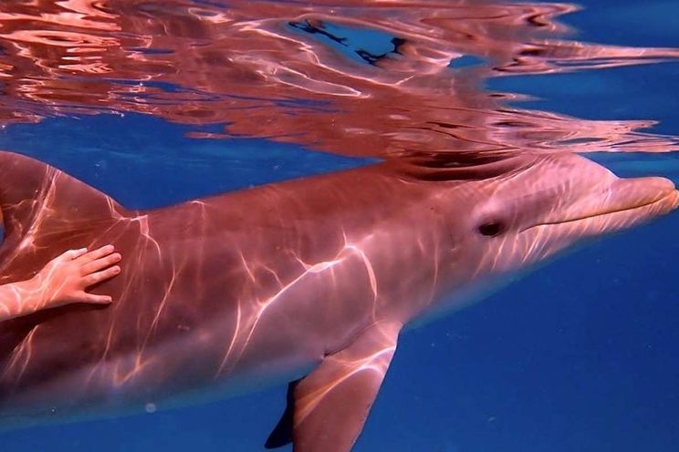 Charter Yacht DRAGONFLY - Lagoon 620 - 4 Cabins - Tortola - Anegada - Virgin Gorda - BVI - Caribbean