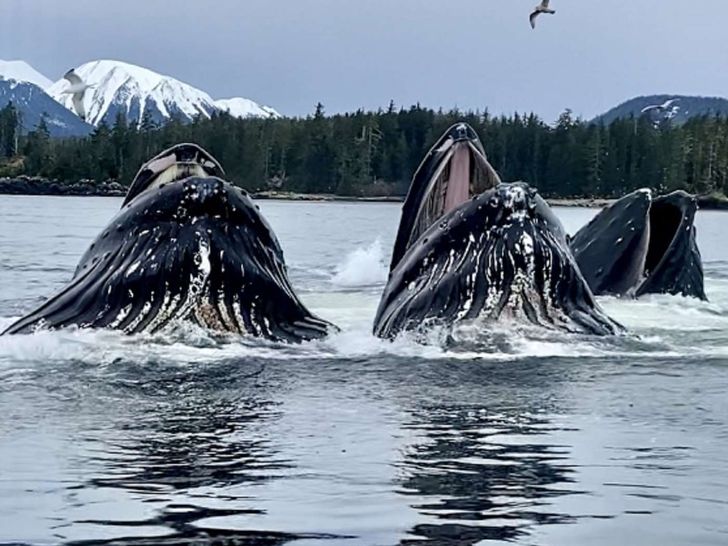 Bubble feeding