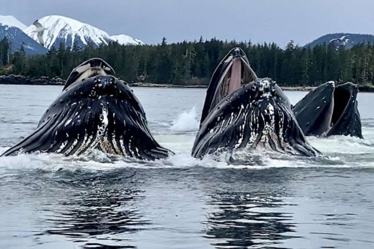 Charter Yacht BEAR PAW - Custom 90 - 3 Cabins - Alaska - San Juan Islands - Washington