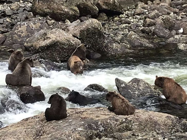 Brown bears fishing