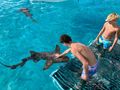NAUTI DOGS 5.4 Bali 5.4 - Bahamian nurse sharks NAUTI DOGS 5.4 Bali 5.4 - Bahamian nurse sharks