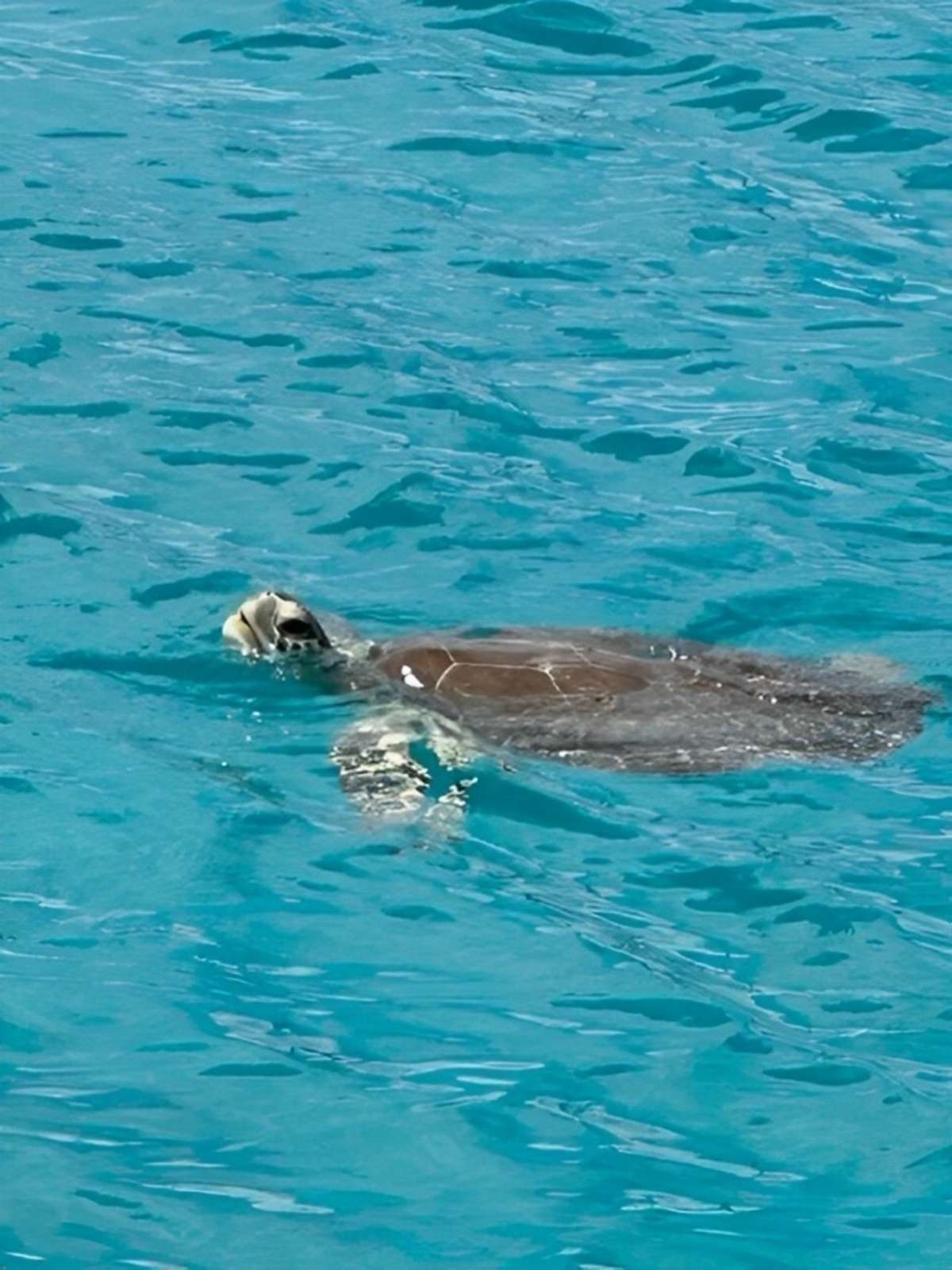 Charter Yacht SUN GODDESS - Royal Cape 53 - 3 Cabins - Tortola - Anegada - Virgin Gorda - BVI - Caribbean