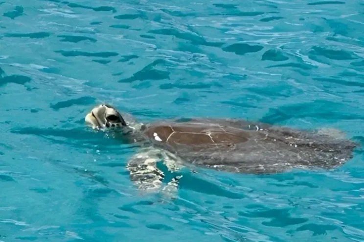 Charter Yacht SUN GODDESS - Royal Cape 53 - 3 Cabins - Tortola - Anegada - Virgin Gorda - BVI - Caribbean