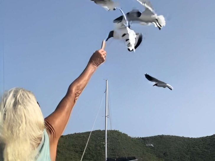 SUN GODDESS Royal Cape 53 - seagulls SUN GODDESS Royal Cape 53 - seagulls