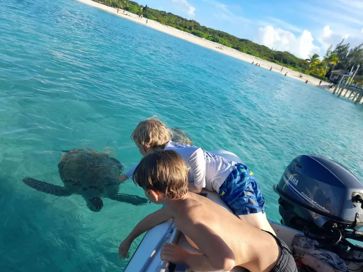 PANDORA Alliaura Marine Privilege 48 - playing with the turtles PANDORA Alliaura Marine Privilege 48 - playing with the turtles