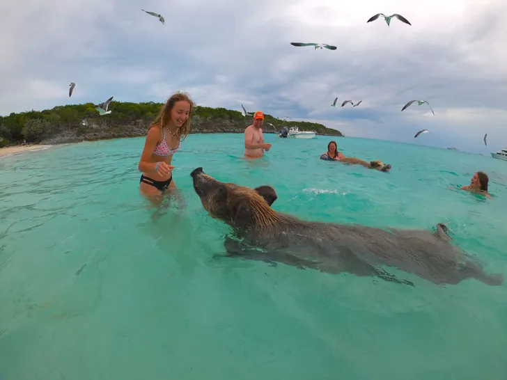 PANDORA Alliaura Marine Privilege 48 - swimming with the pigs PANDORA Alliaura Marine Privilege 48 - swimming with the pigs