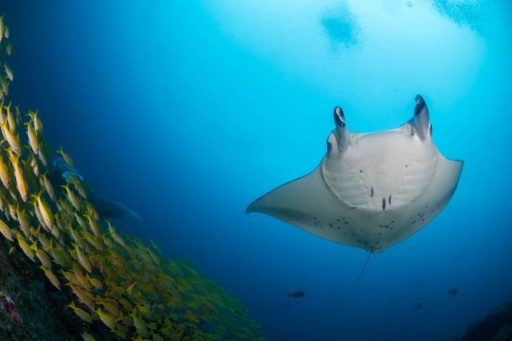 Charter Yacht WHITE PEARL - Custom Yacht 56m - 13 Cabins - Male - Maldives - Indian Ocean - Southeast Asia