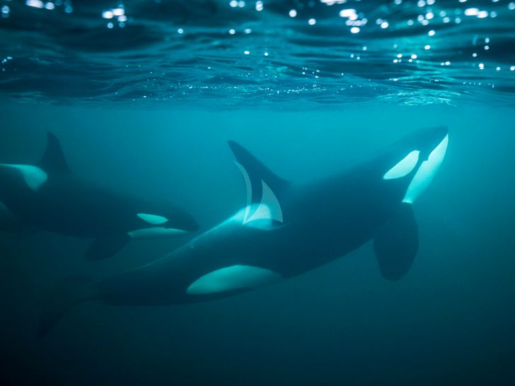 NORD Lagoon 51 diving NORD Lagoon 51 diving