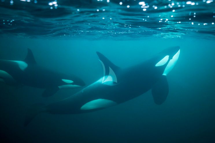 Charter Yacht NORDVÆR - Lagoon 51 - 4 Cabins - Norway