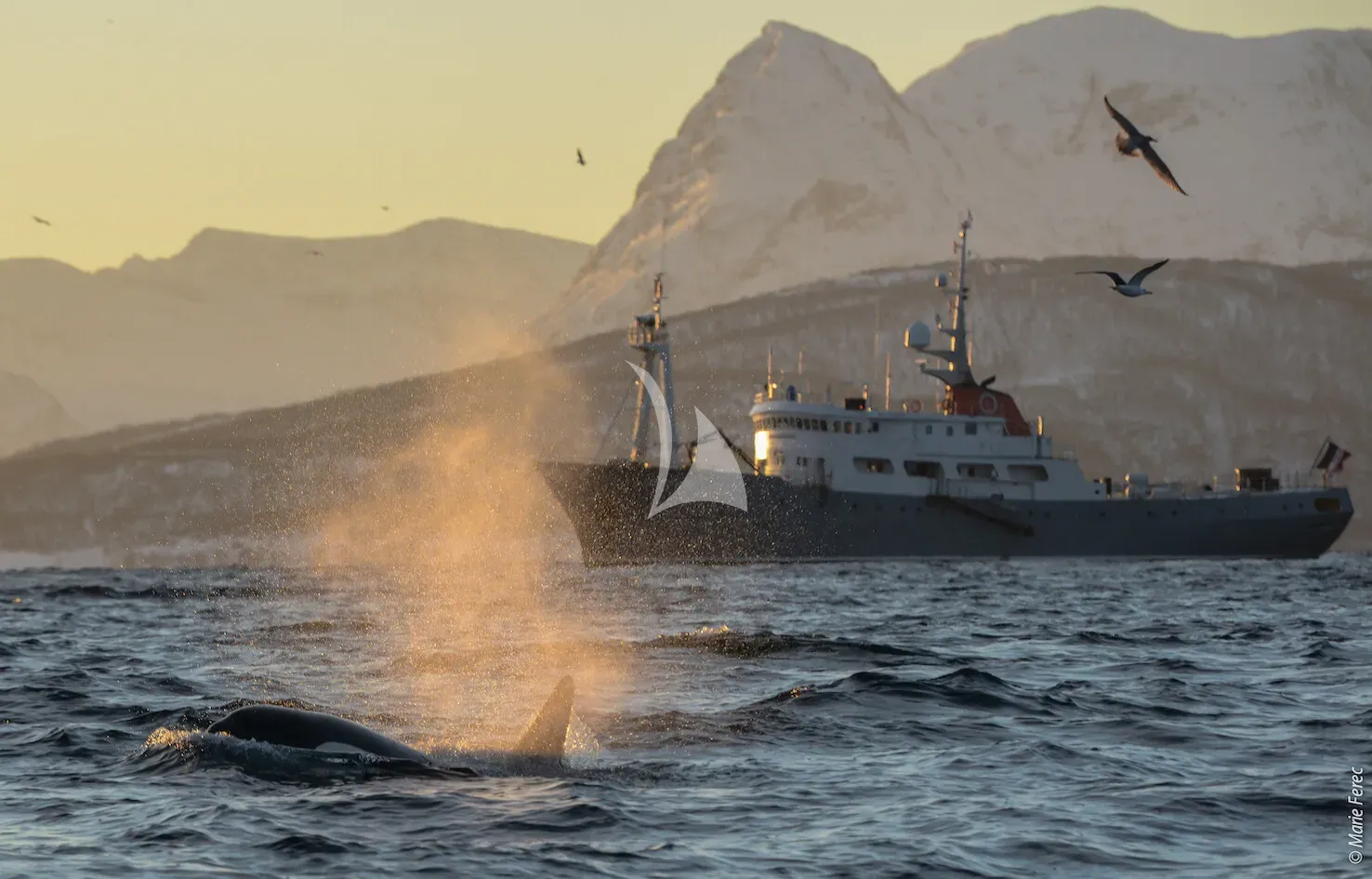 Charter Yacht POLARFRONT - Custom 55m - 8 Cabins - Svalbard - Norway
