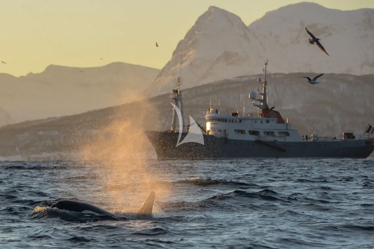 Charter Yacht POLARFRONT - Custom 55m - 8 Cabins - Svalbard - Norway
