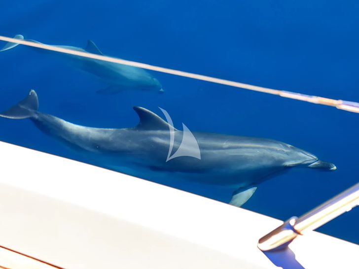 SPICE OF LIFE II Princess V65 - dolphins on sight SPICE OF LIFE II Princess V65 - dolphins on sight