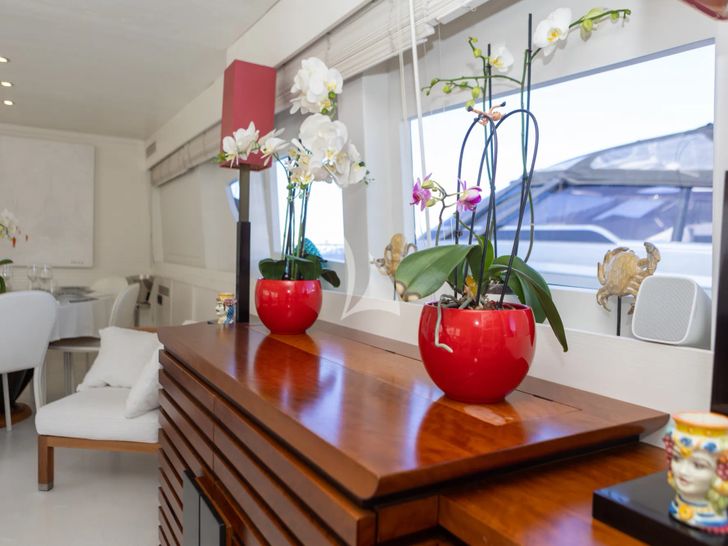 SEVEN STARS Antago 82 - saloon indoor plants SEVEN STARS Antago 82 - saloon indoor plants