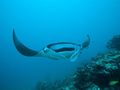 HL 33 - Diving HL 33 - Diving