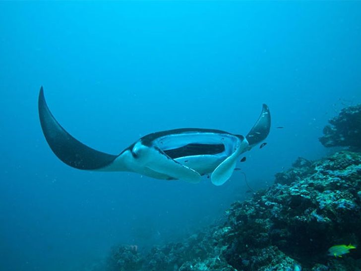 HL 33 - Diving HL 33 - Diving