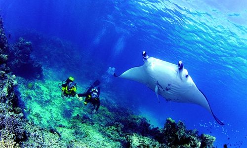 Diving - photo credit from gotahiti