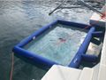 jellyfish pool