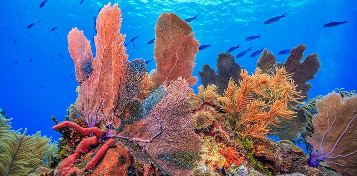 Caribbean Coral Reef