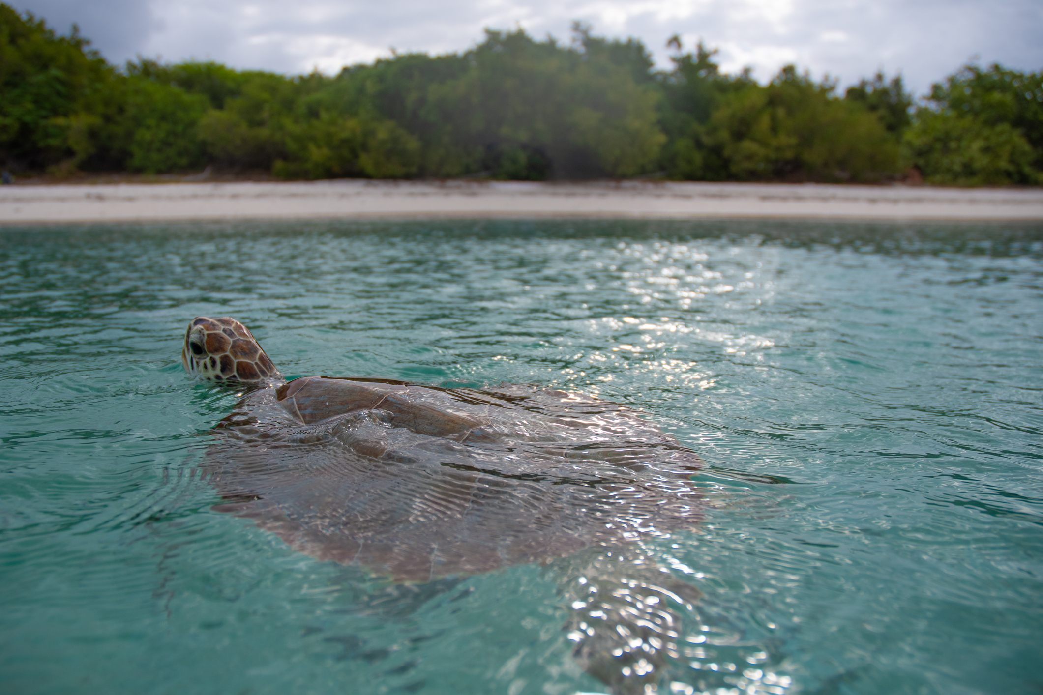 Turtle swimming in the shallows