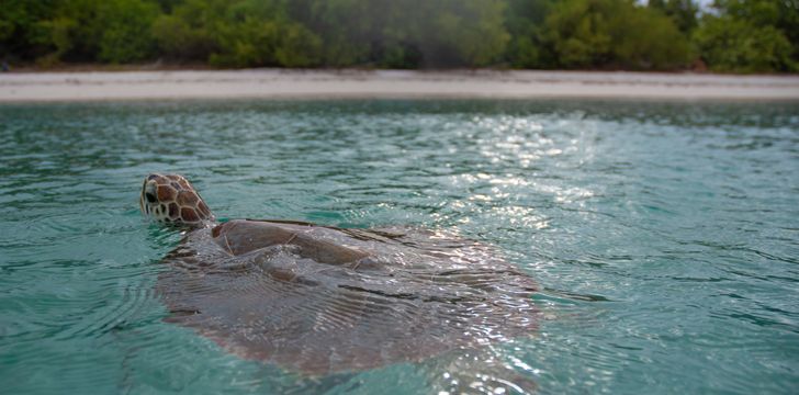 Turtle swimming in the shallows
