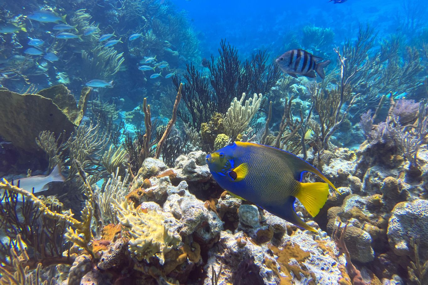 Vibrant Reefs in the Exumas