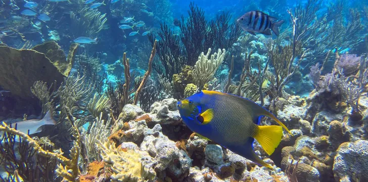 Vibrant Reefs in the Exumas