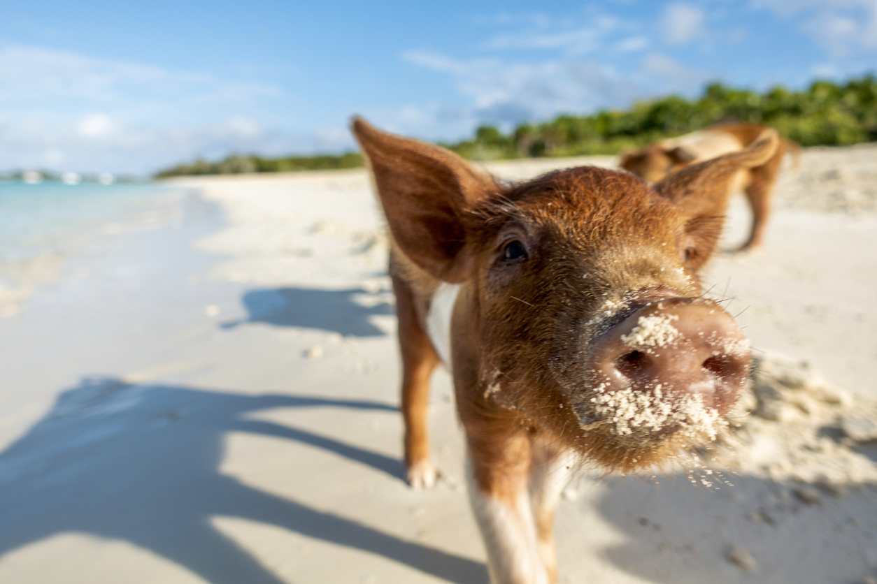 Cute pigs on Pig Beach in the Bahamas