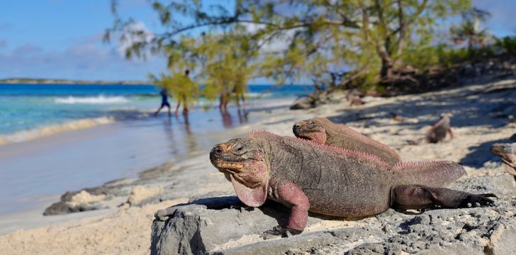 Iguanas Spotted at Leaf Cay,Bahamas