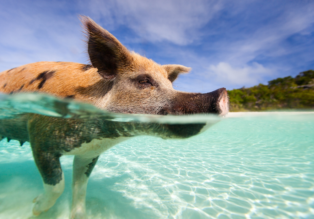 Bahamas Catamaran Yacht Charter