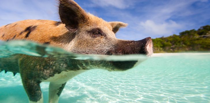 Bahamas Catamaran Yacht Charter