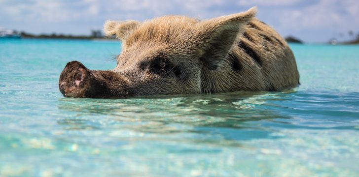 Big Majors Cay,Bahamas Swimming Pigs