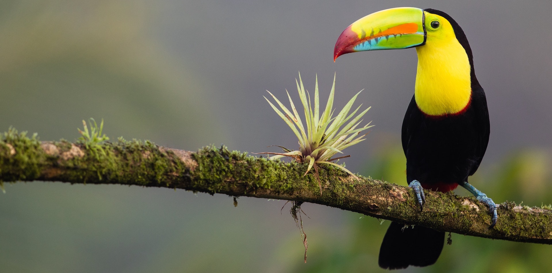 Costa Rican Toucan