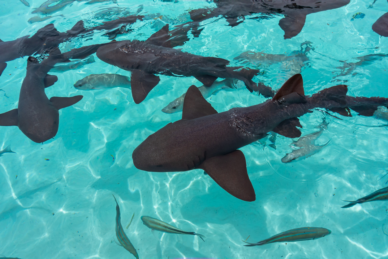 Nurse Sharks at Compass Cay