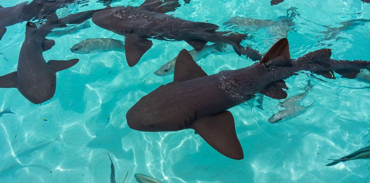 Nurse Sharks at Compass Cay
