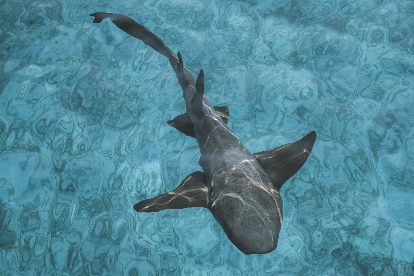 Gentle Nurse Sharks in the Exumas