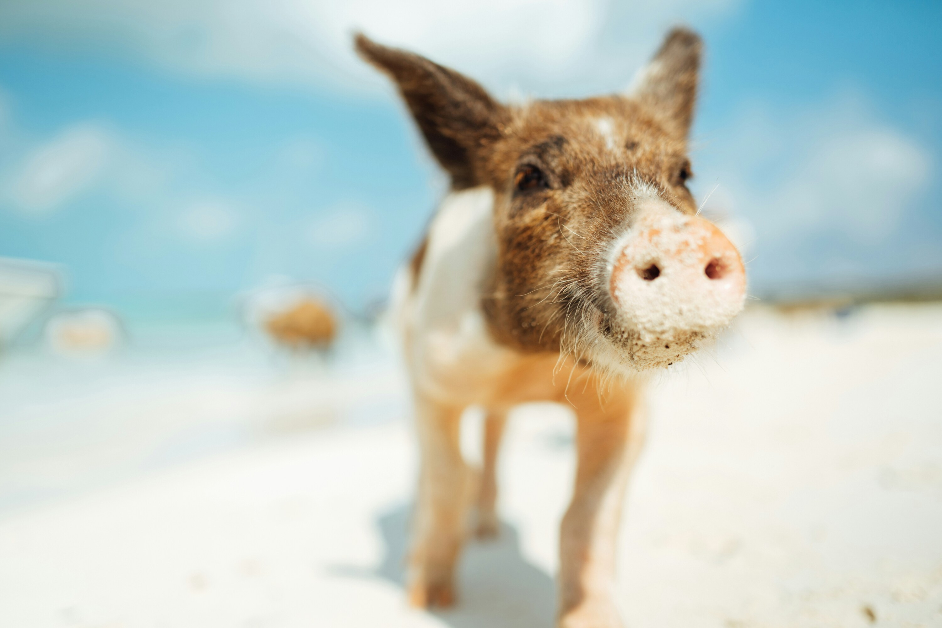 Friendly Pigs in the Exumas
