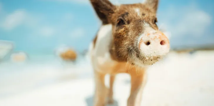 Friendly Exumas Pigs