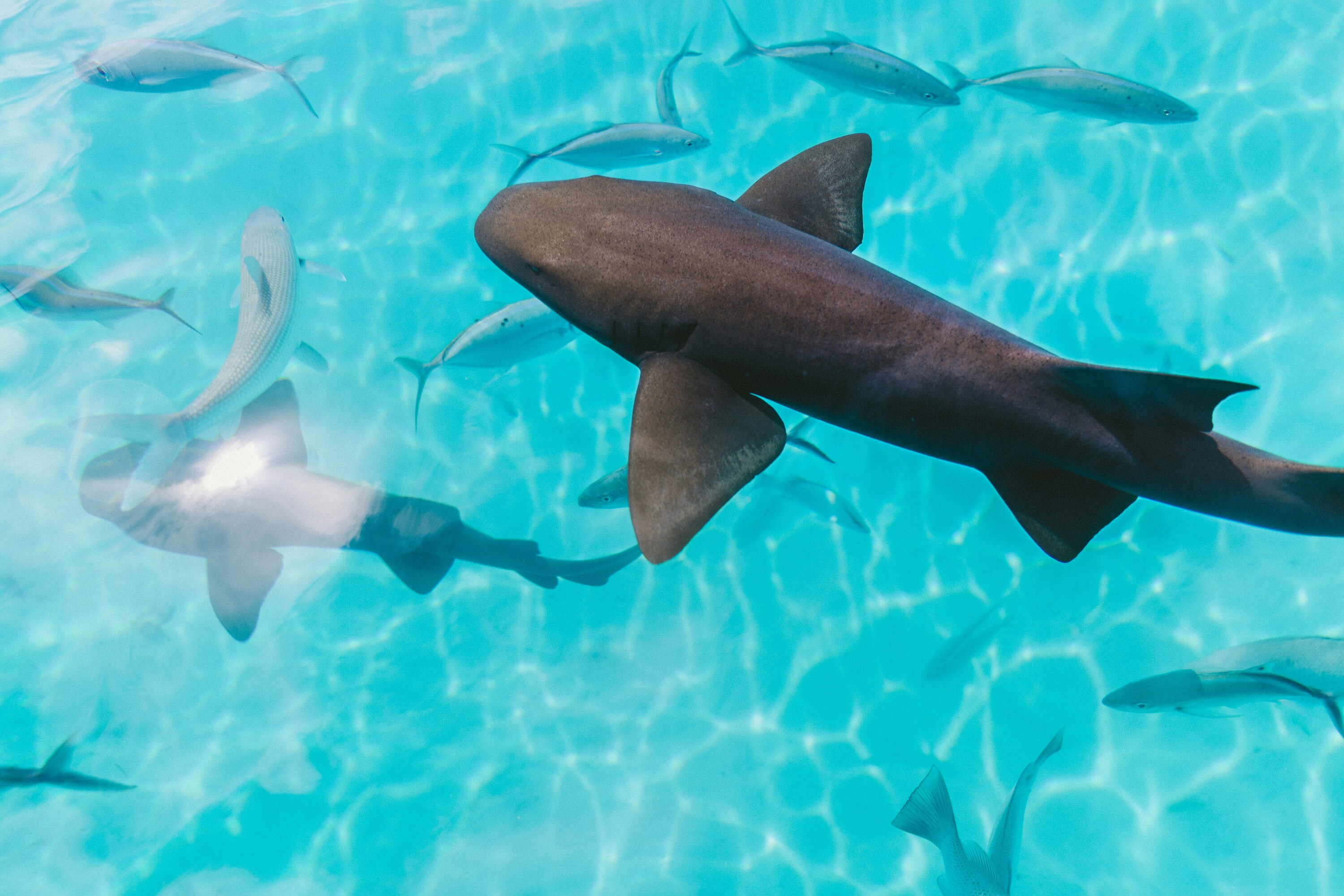 Friendly Nurse Sharks in the Exumas