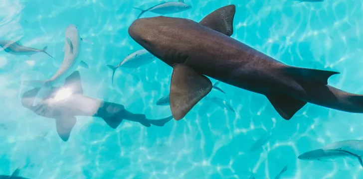 Nurse sharks in the exumas