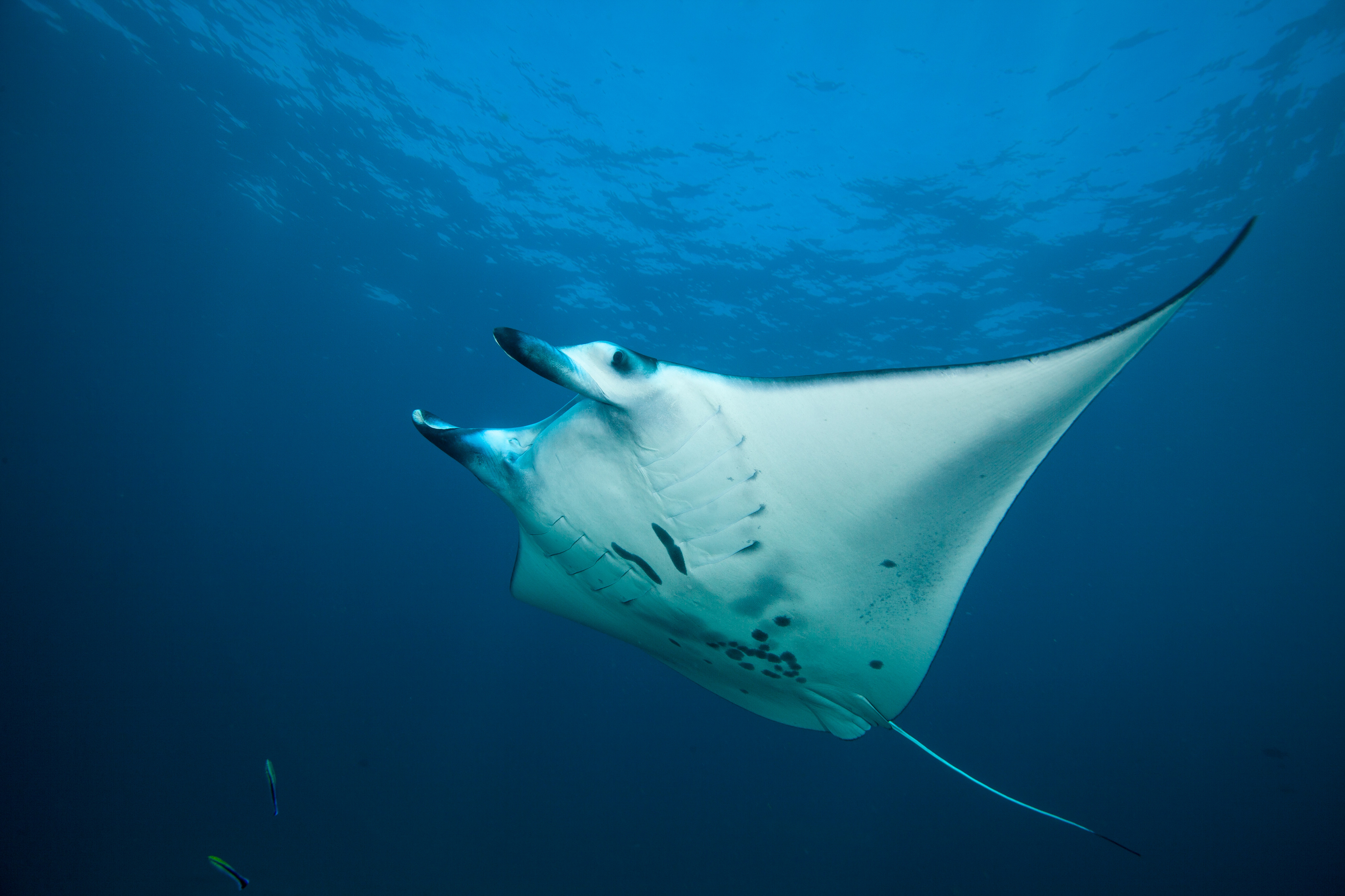 Manta Ray